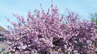 Japanse sierkers in volle bloei 