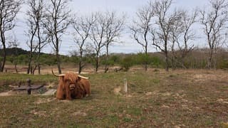 Schotse Hooglander in de duinen 