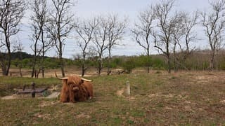 Schotse Hooglander in de duinen 
