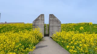Raapzaad bij de bunker