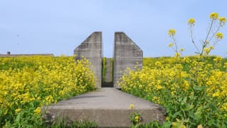 Raapzaad en veel blauw