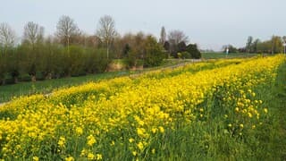 BLOEIEND KOOLZAAD