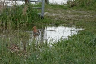 Grutto neemt bad in de Bovenkerkerpolder
