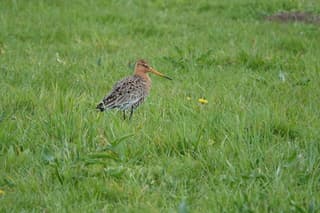 Grutto in de Bovenkerkerpolder