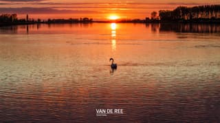 De zwaan in de gouden avond zon 