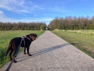 Ochtendwandeling met de hond