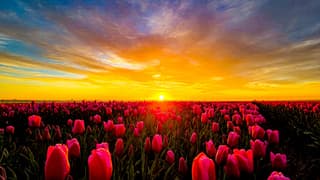 Zonsopkomst boven tulpenvelden 