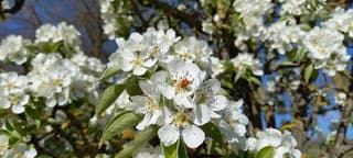 Perenboom al mooi in bloei.