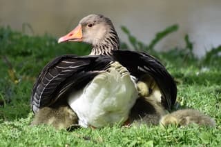 Veilig onder moeders vleugels