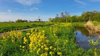 Bloeiend koolzaad 