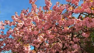 Prachtige roze bloesem