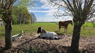Bok en paard genieten samen lekker in de zon
