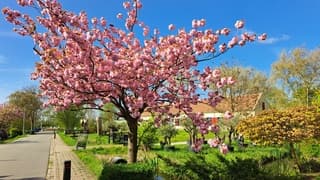Prachtige roze bloesem 