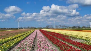 Hollands plaatje 