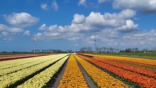 Hollands plaatje 