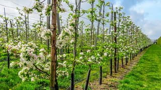 Uitbundig bloeiende fruitbomen