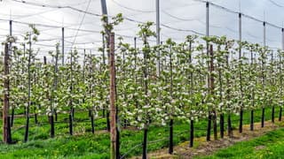 Uitbundig bloeiende fruitbomen