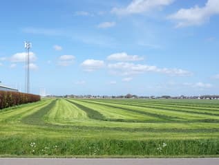 Gras drogen