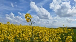 Koolzaad, zon en wolken