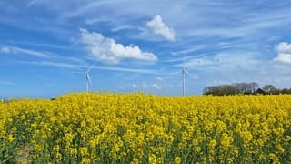 Zon, wind, wolken en.....Koolzaad