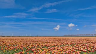 Blauwe lucht boven oranje tulpen