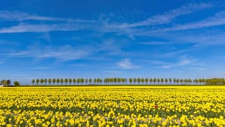 Gele tulpen met blauwe lucht