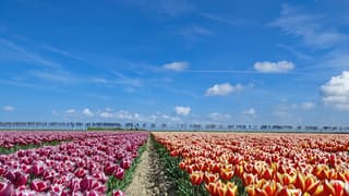 Tulpenvelden in de zon