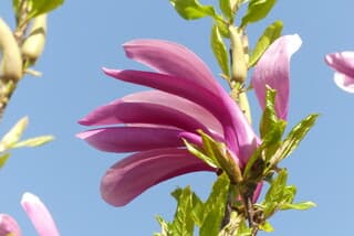 Bloem tegen blauwe lucht