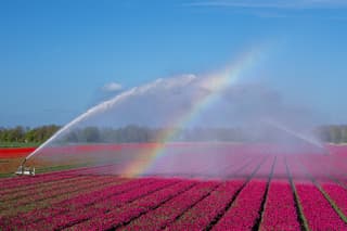 Tulpenvelden