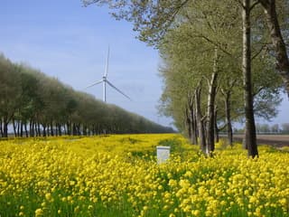 Dat wordt weer genieten van het bloeiende koolzaad vandaag!