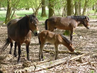 De paardjes zijn goed wakker.