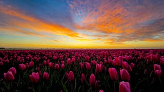 Tulpenveld bij zonsopkomst