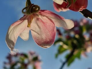 Appelbloesem in de zon