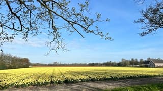 Geel, naast de kleur heerlijke geuren