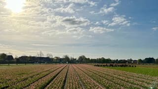 De veldwerkers maken zich op voor de bloemencorso 