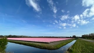 Prachtige bloemenveldrn