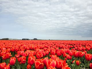 soms is er weinig kleur in de lucht...