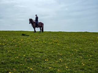 kleur van het ras en de paardenbloemen..en ruiter op paard