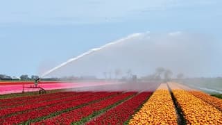 Beregenen....droogte