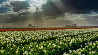 Donkere wolken met zonnestralen tulpenveld
