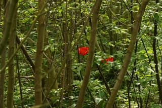 Tussen de struiken en bomen staan er mooie tulpen 