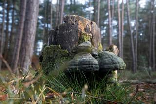stam met zwammen