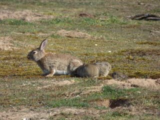 Veel jonge konijntjes op de hei vanmorgen.