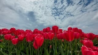 Een regenbui zou zeer welkom zijn 