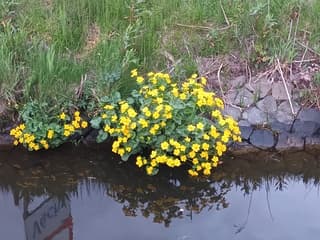 Waterplanten
