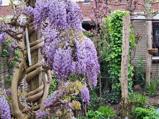 Bloemenpracht 