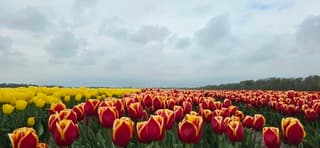 Bewolking boven tulpen in de Noordoostpolder vanmiddag 