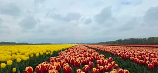 Bewolking boven tulpenveld in de Noordoostpolder vanmiddag 