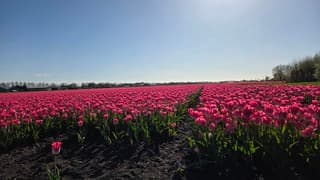 Hollandse tulpen in de zon.