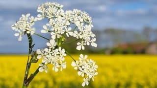 Na een wat grijzige dag klaart het in de namiddag op